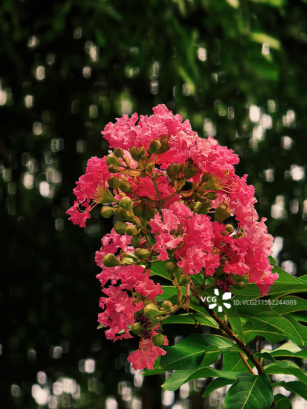 紫薇花特写图片素材
