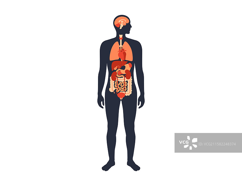 人体内部器官图片素材