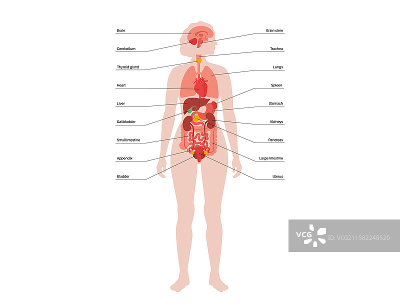 人体内部器官图片素材