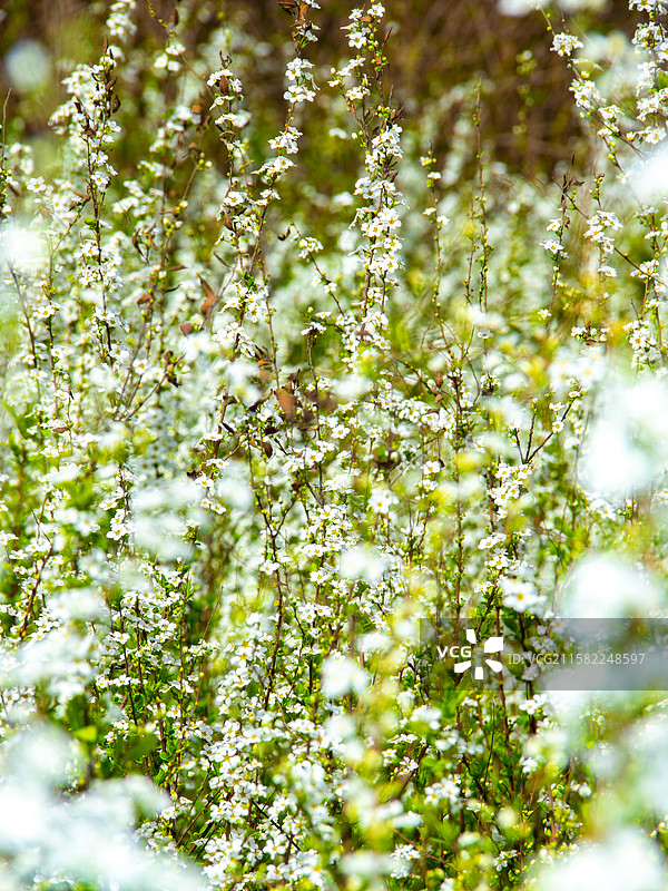 珍珠绣线菊 花朵图片素材