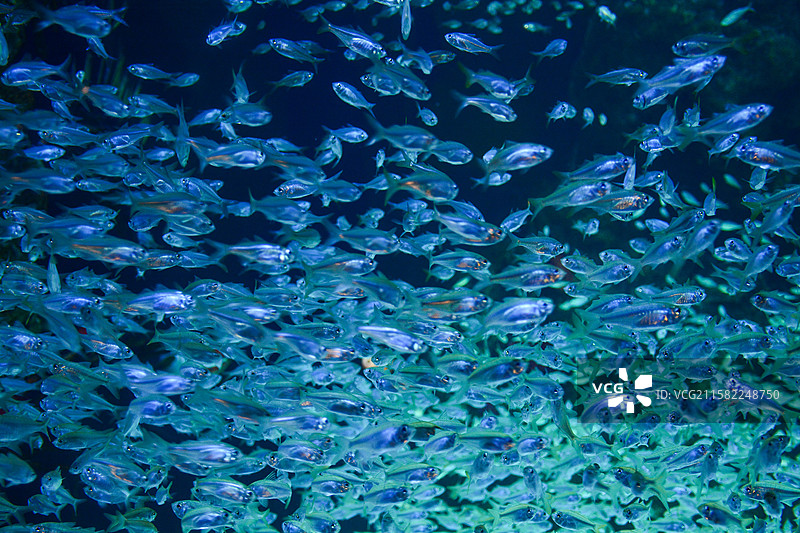 珠海长隆海洋王国（玻璃鱼又叫透明鱼）图片素材