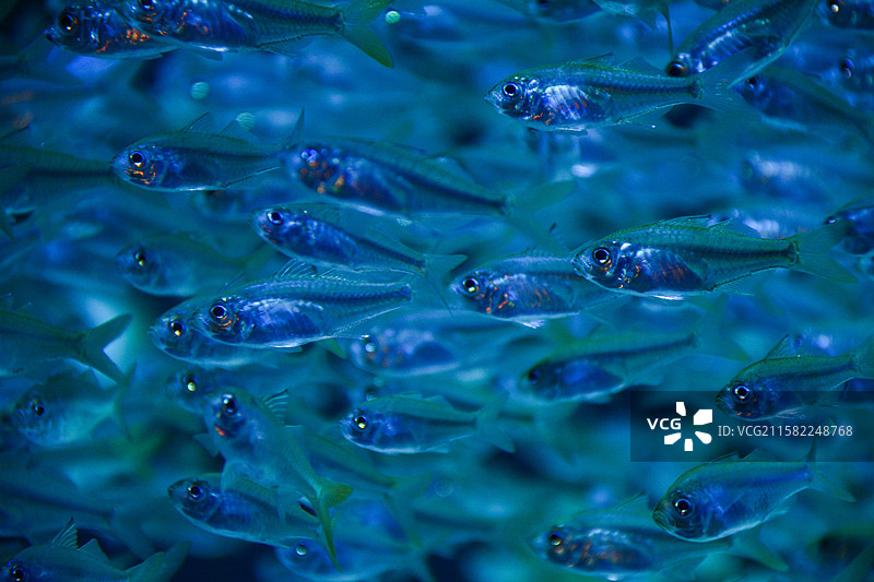 珠海长隆海洋王国（玻璃鱼又叫透明鱼）图片素材