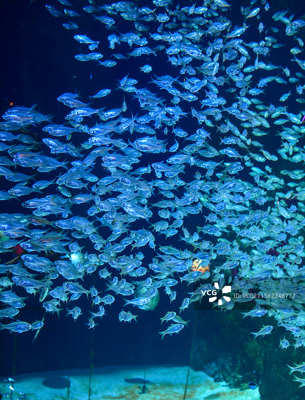 珠海长隆海洋王国（玻璃鱼又叫透明鱼）图片素材