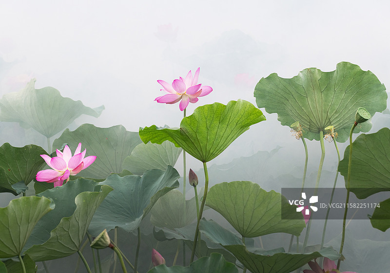 出淤泥而不染，濯清涟而不妖图片素材