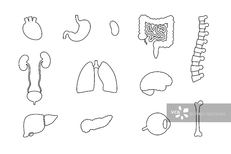 人体内部器官图片素材