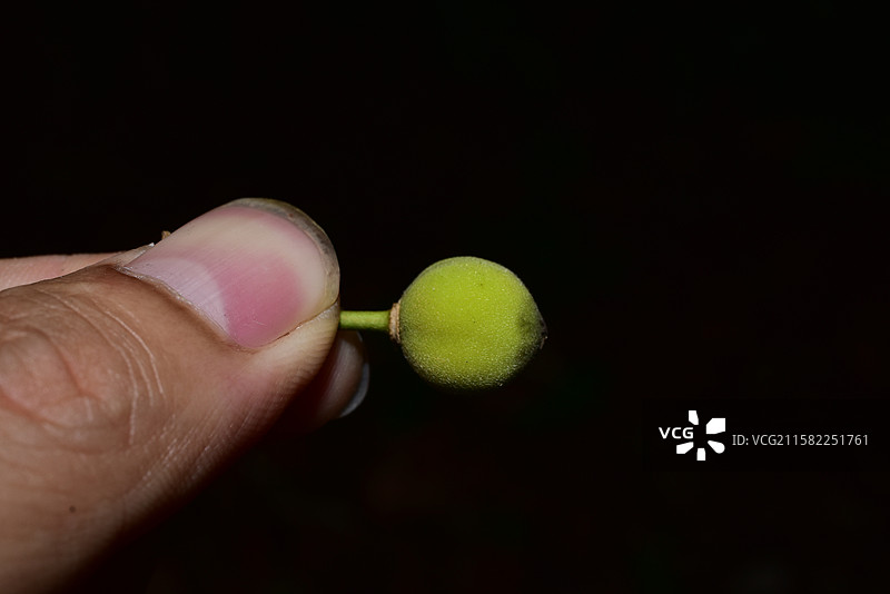 南方珍稀园林树种-Drypetes cumingii 青枣核果木图片素材