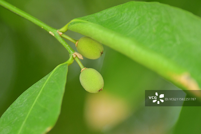 南方珍稀园林树种-Drypetes cumingii 青枣核果木图片素材