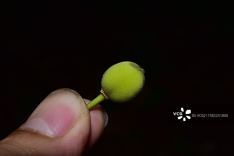 南方珍稀园林树种-Drypetes cumingii 青枣核果木图片素材