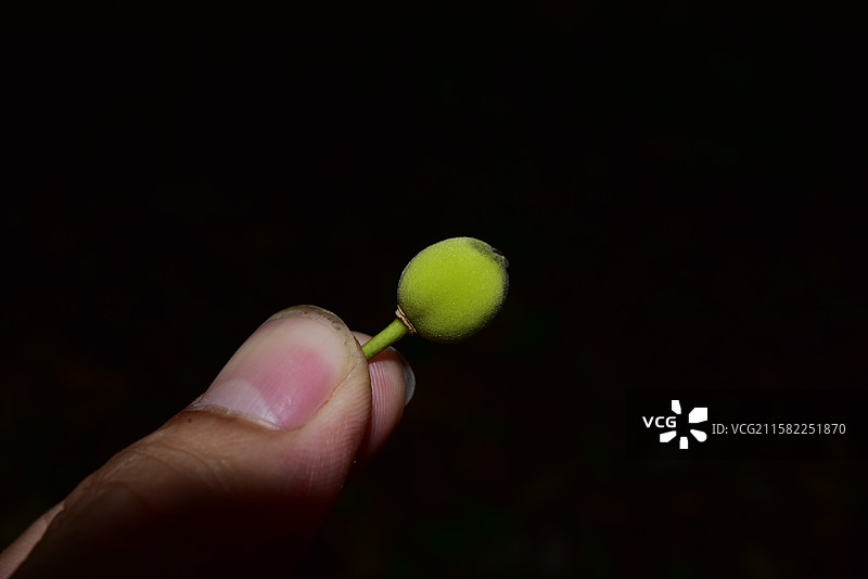 南方珍稀园林树种-Drypetes cumingii 青枣核果木图片素材