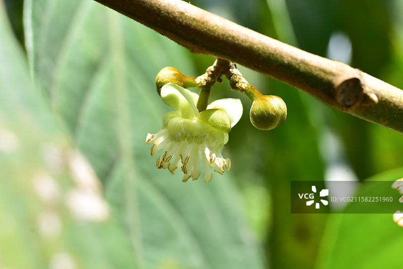 南方珍稀园林树种-Hydnocarpus annamensis 大叶龙角图片素材