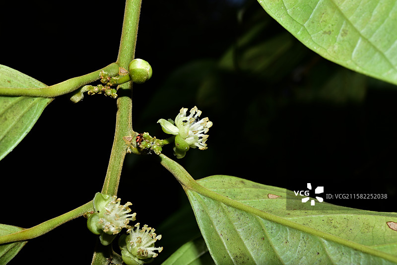 南方珍稀园林树种-Hydnocarpus annamensis 大叶龙角图片素材