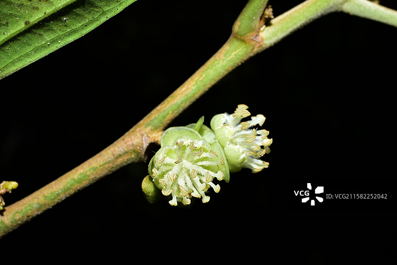 南方珍稀园林树种-Hydnocarpus annamensis 大叶龙角图片素材