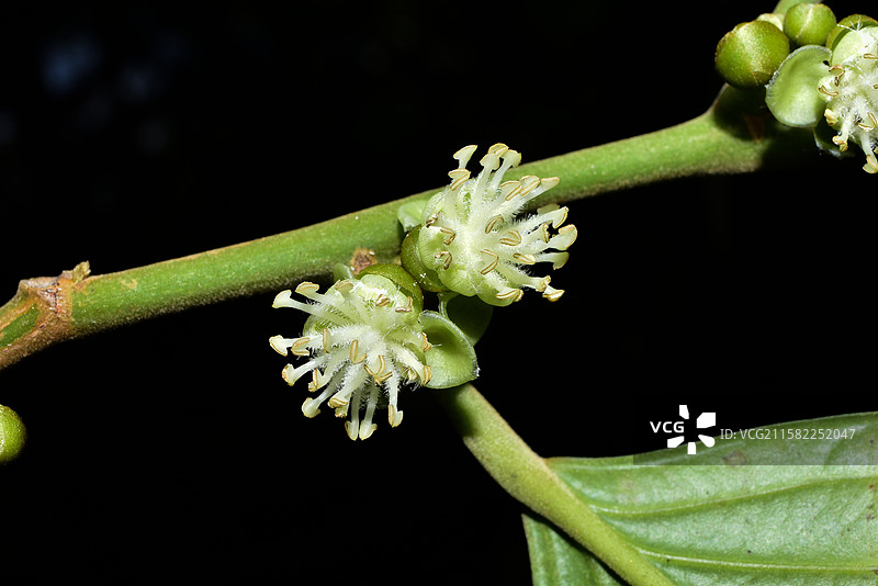 南方珍稀园林树种-Hydnocarpus annamensis 大叶龙角图片素材