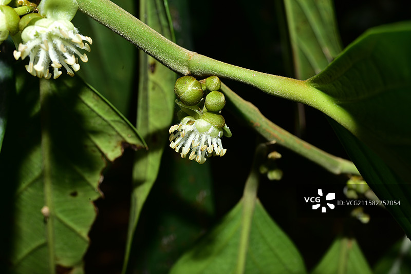 南方珍稀园林树种-Hydnocarpus annamensis 大叶龙角图片素材