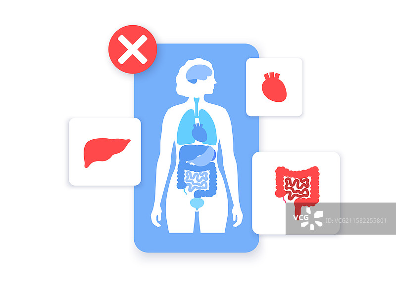 人体内部器官图片素材