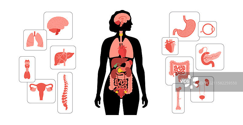 人体内部器官图片素材