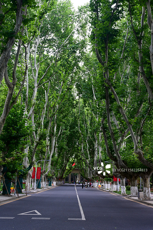 江苏南京东南大学，中央大学旧址，中国名校图片素材