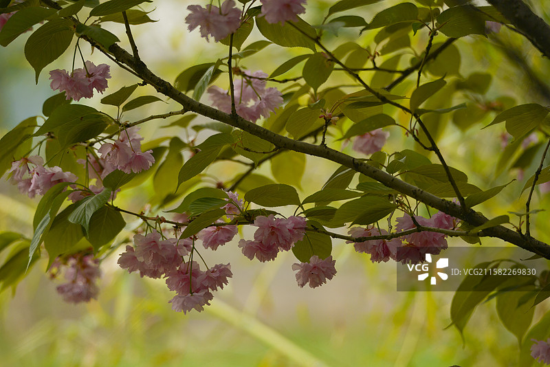 鹤壁樱花大道上，粉樱簇拥枝头，绿叶相伴，樱花节时的春日盛景，晕染浪漫与生机，尽显城市与自然交融的美好图片素材