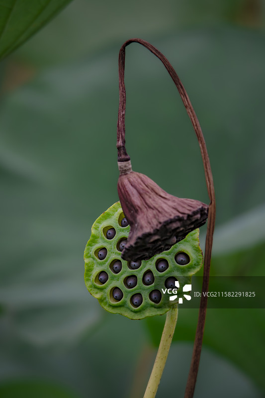 枯萎莲蓬特写图片素材