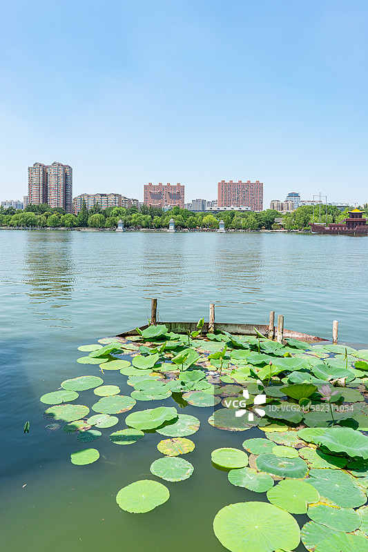 中国山东济南大明湖公园，荷塘湖水中清新美丽的睡莲荷花荷叶和远处的都市风光，户外无人图像摄影图片素材