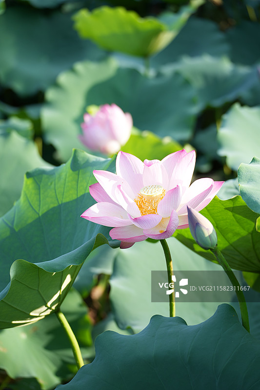 《清新粉荷》图片素材