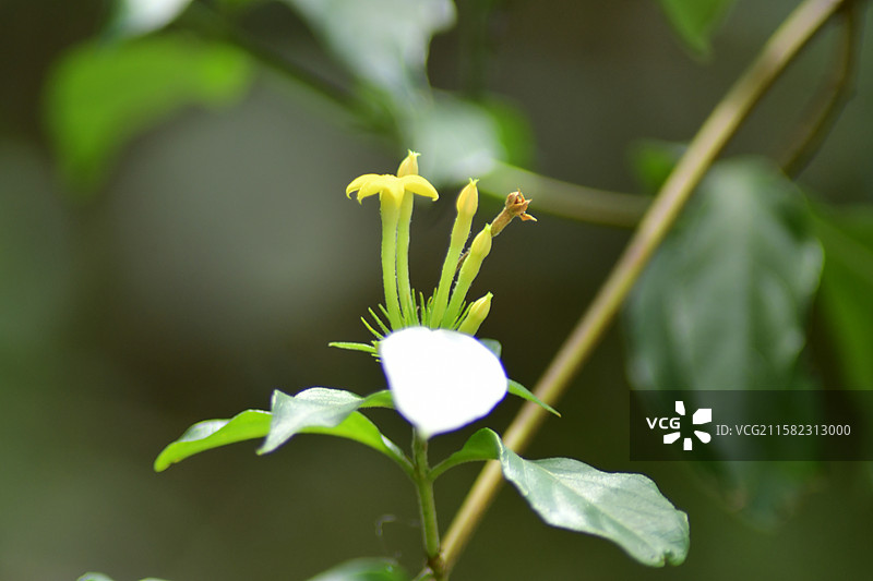 南方珍稀园林树种-Mussaenda pubescens 玉叶金花图片素材