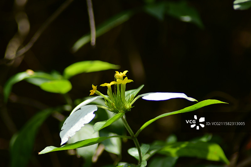 南方珍稀园林树种-Mussaenda pubescens 玉叶金花图片素材