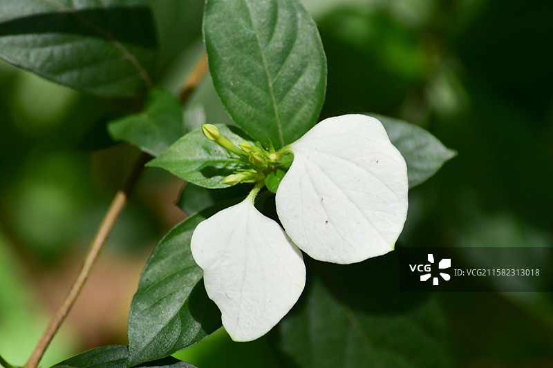 南方珍稀园林树种-Mussaenda pubescens 玉叶金花图片素材