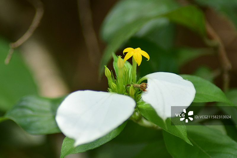 南方珍稀园林树种-Mussaenda pubescens 玉叶金花图片素材