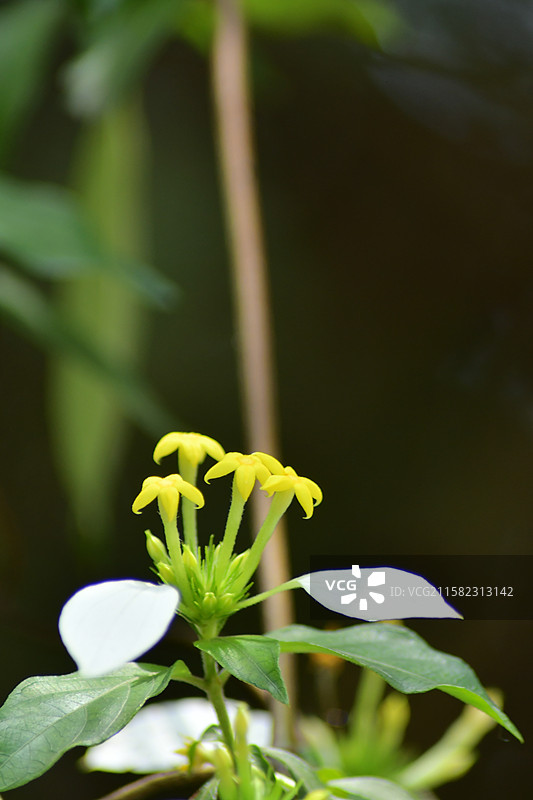 南方珍稀园林树种-Mussaenda pubescens 玉叶金花图片素材