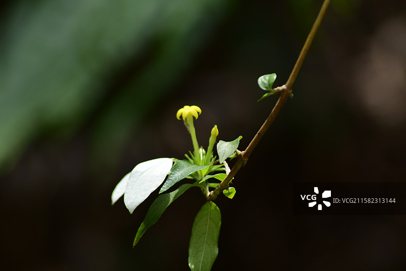 南方珍稀园林树种-Mussaenda pubescens 玉叶金花图片素材