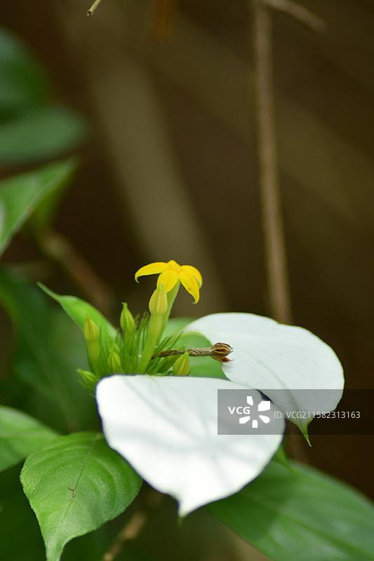 南方珍稀园林树种-Mussaenda pubescens 玉叶金花图片素材