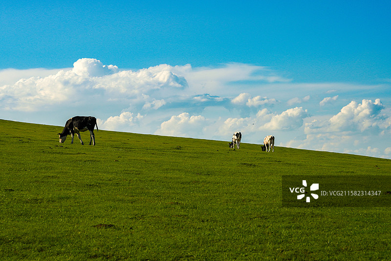 呼伦贝尔草原蓝天白云图片素材