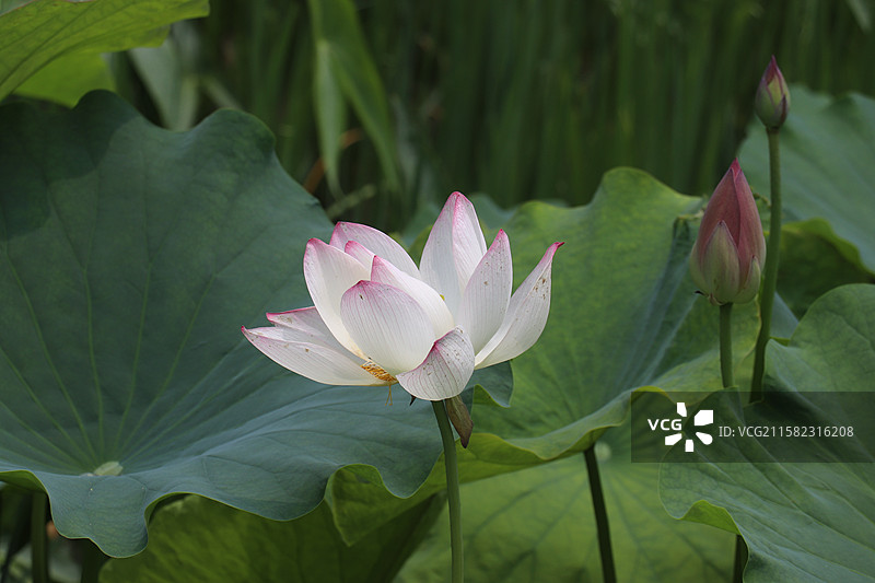 池塘里荷花的特写镜头-西安莲湖公园图片素材