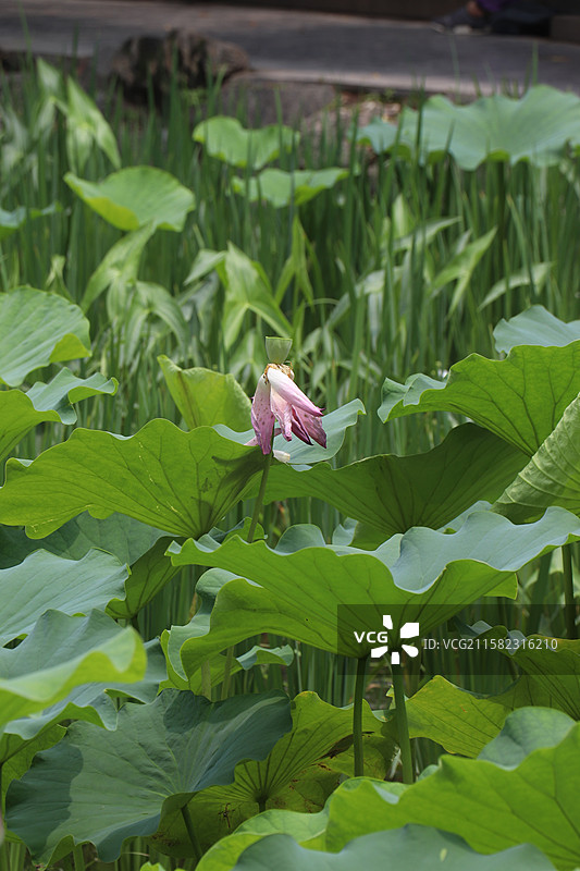 池塘里残荷的特写镜头-西安莲湖公园图片素材