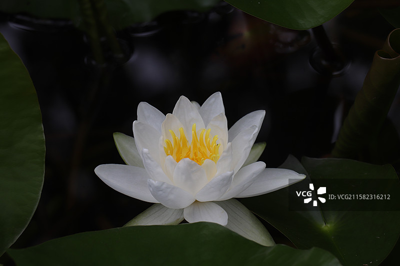 池塘里多品种睡莲的特写镜头-西安莲湖公园图片素材