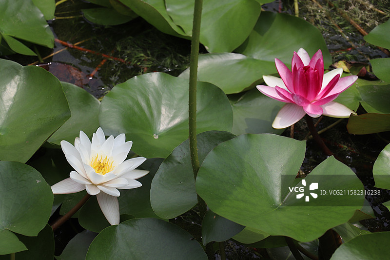 池塘里多品种睡莲的特写镜头-西安莲湖公园图片素材