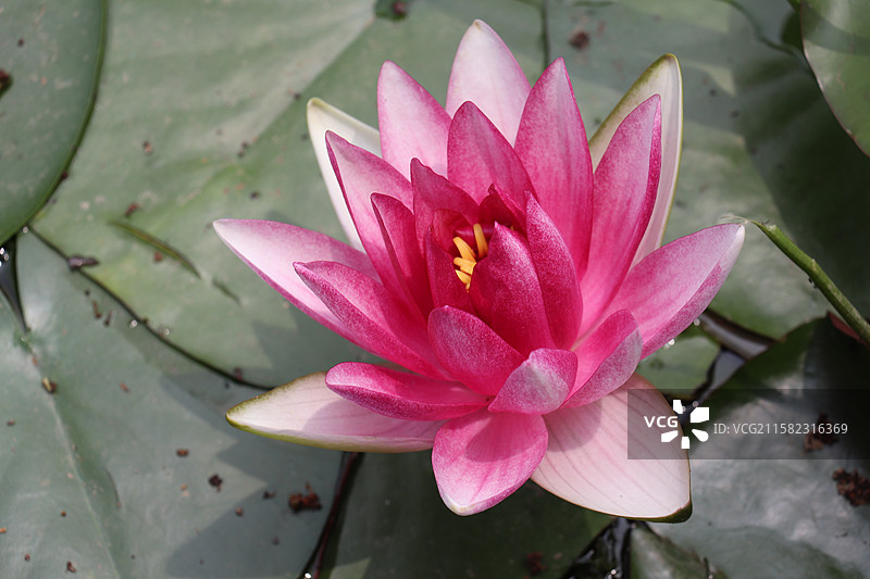 池塘里多品种睡莲的特写镜头-西安莲湖公园图片素材