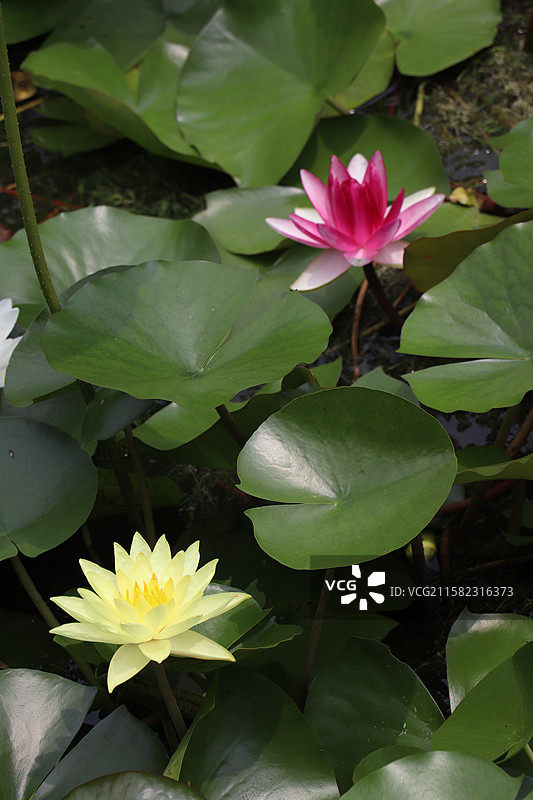 池塘里多品种睡莲的特写镜头-西安莲湖公园图片素材