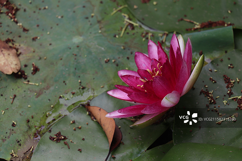 池塘里多品种睡莲的特写镜头-西安莲湖公园图片素材