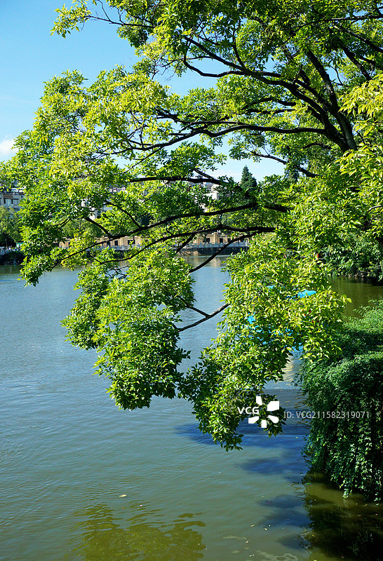 夏天翠湖公园湖面上的树图片素材