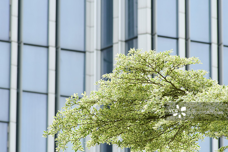 南方珍稀园林植物-Terminalia neotaliala 'Tricolor'锦叶榄仁图片素材