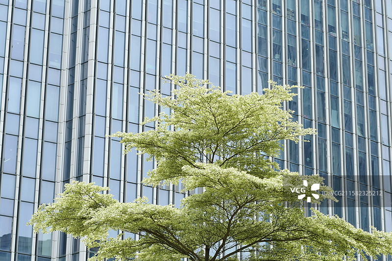 南方珍稀园林植物-Terminalia neotaliala 'Tricolor'锦叶榄仁图片素材