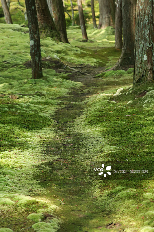 京都西方寺苔寺苔藓庭院图片素材