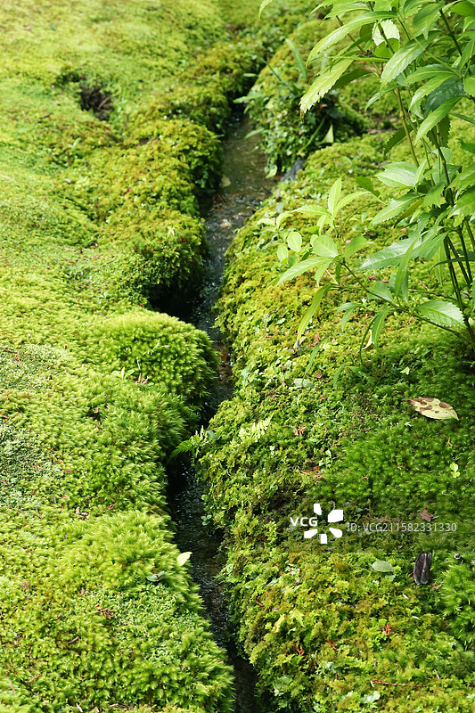 京都西方寺苔寺苔藓庭院图片素材