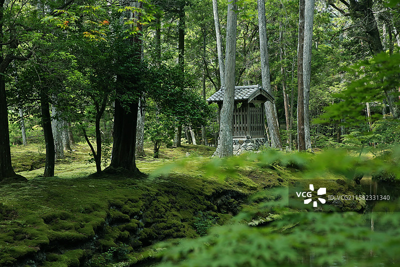 京都西方寺苔寺苔藓庭院图片素材