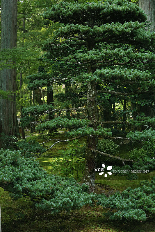 京都西方寺苔寺苔藓庭院图片素材