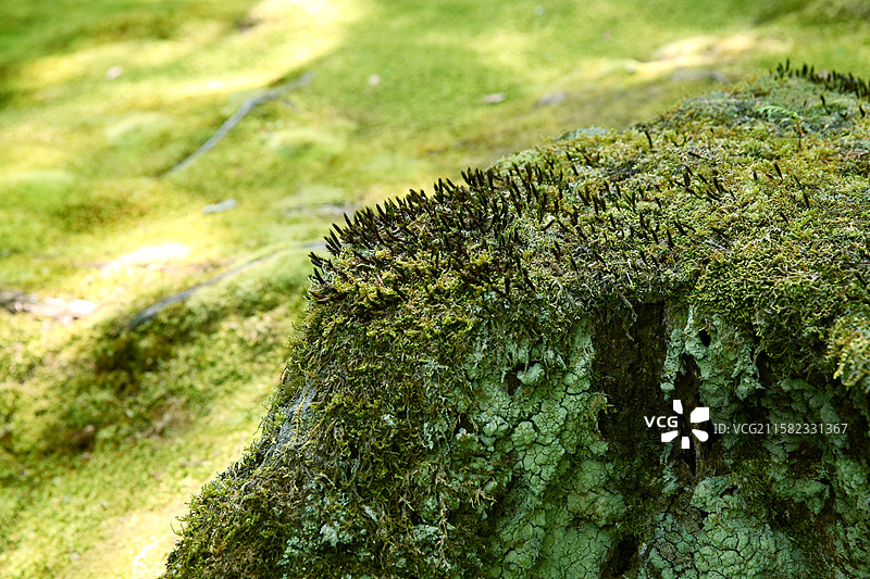 京都西方寺苔寺苔藓庭院图片素材