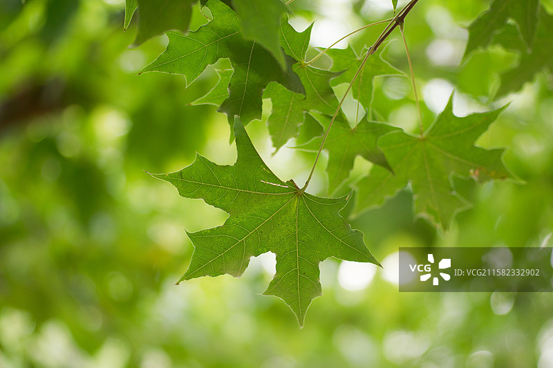 秋季树上枫叶特写，植物自然生态，秋天风光，立秋秋分处暑，静物特写微距图片素材