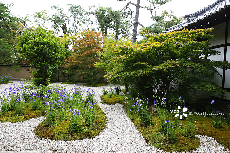京都桔梗花庐山寺源氏物语图片素材